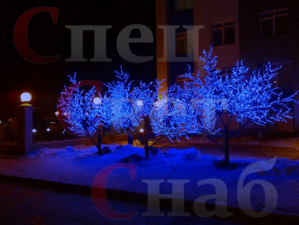 Сакуры